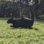 sbobet 24 hr แจ งฝาก: รีวิวเกมสล็อต Joker Gaming